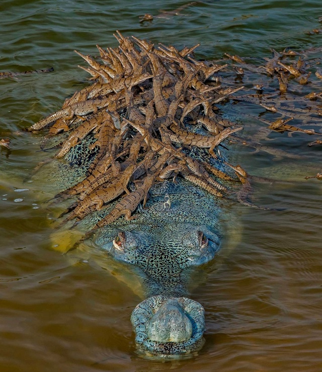 Эффектное изображение аллигатора со своими малышами, ?...