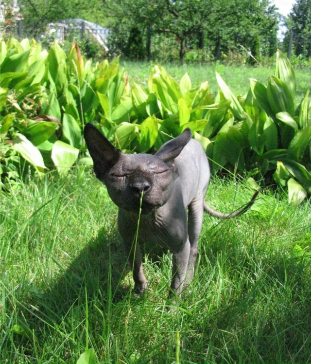 Как ваши любимцы 😸провели лето ?🌞😸