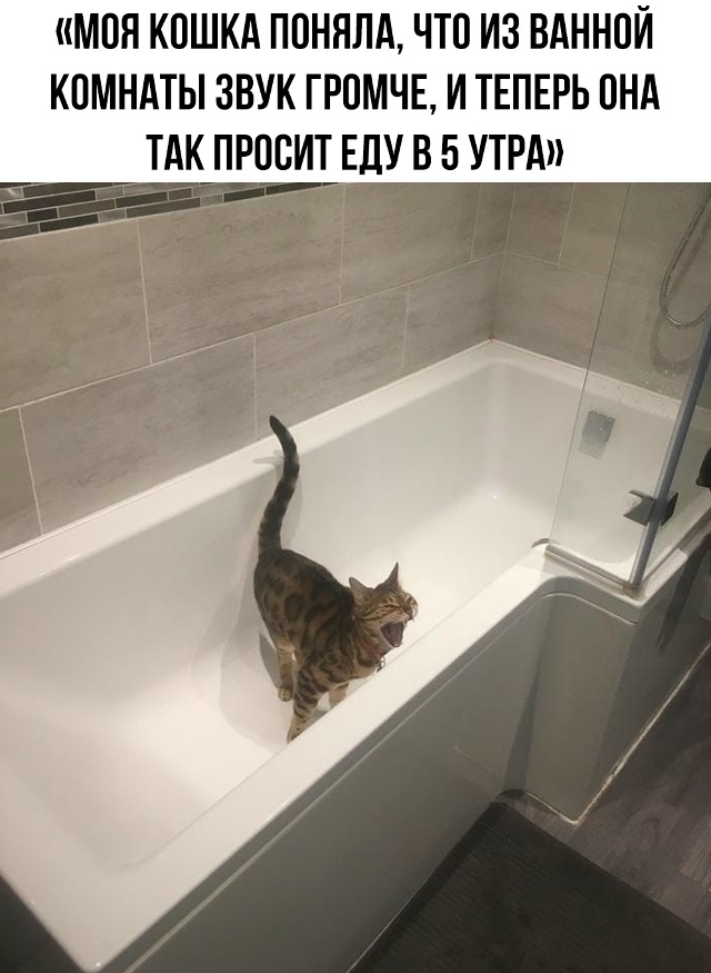 Не показывайте это своим кошкам