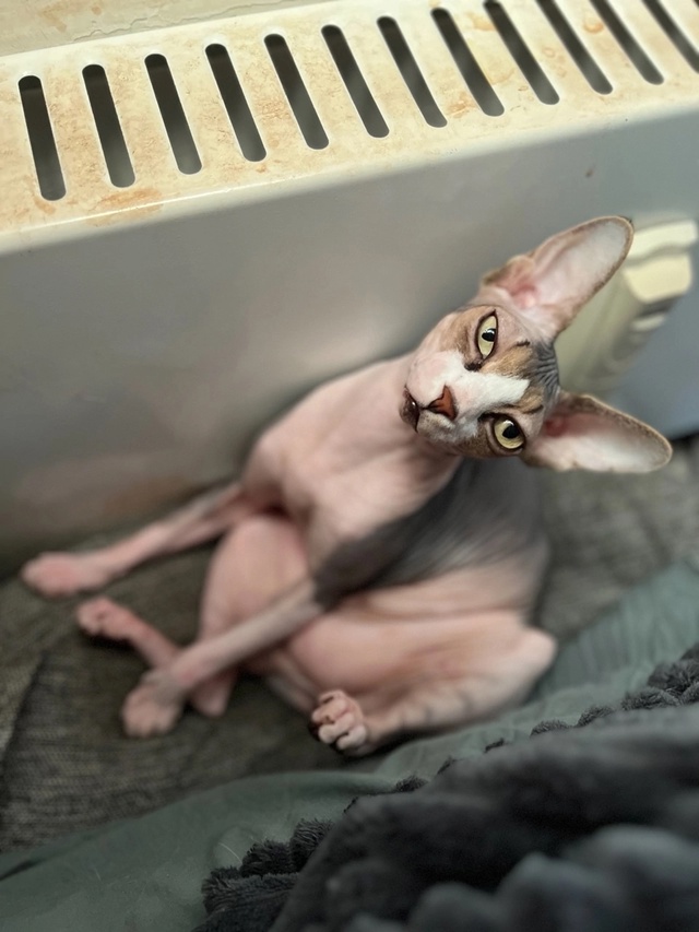 Тут снова мы-Иззи и Ви!
Года идут ,а кошки не взрослеют???...