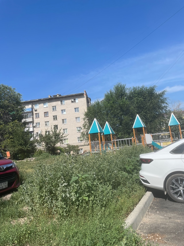 В центре города бурьян не проходимый , выше роста ребён...