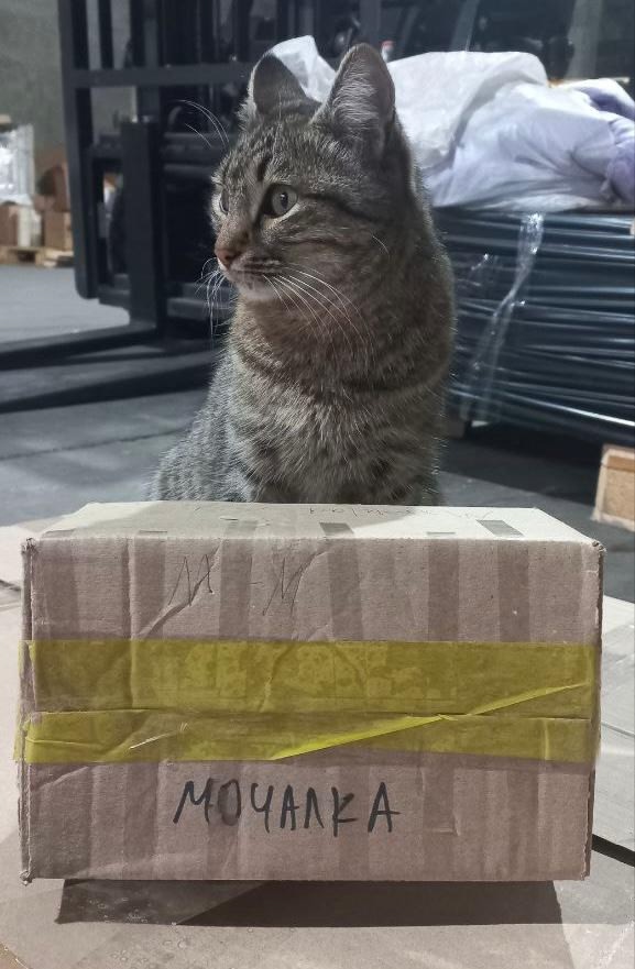 Из какого цеха усатая мочалка? Чем знаменита и имеет ли...