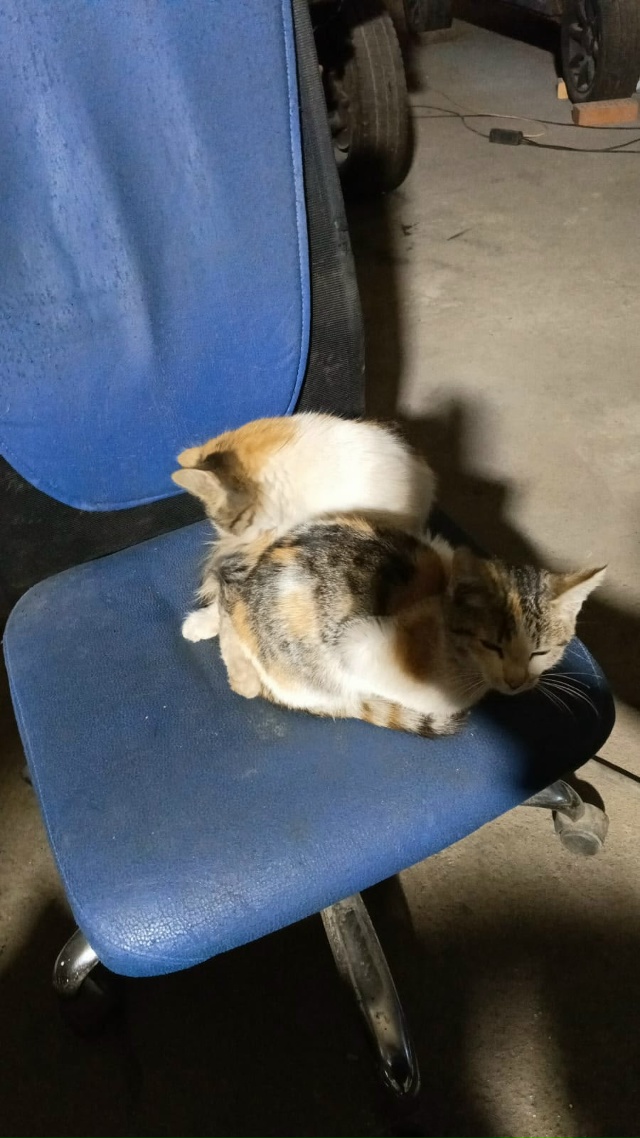 Добрый вечер.
Пропали котята, возле магазина-Пятёрочк?...