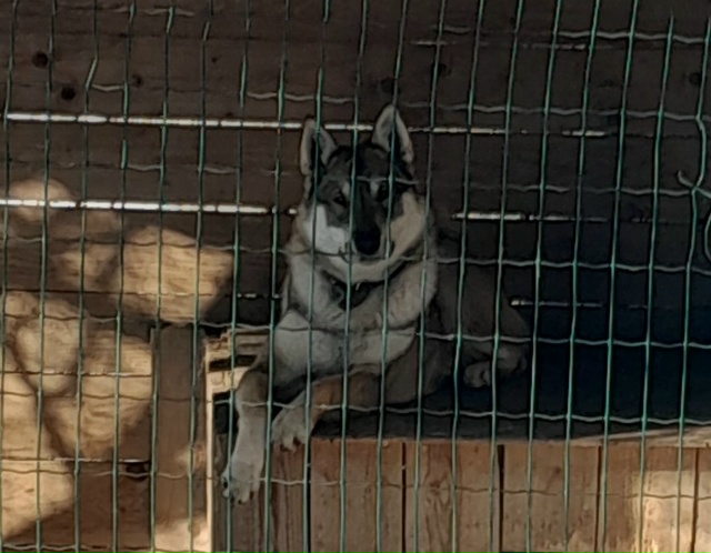 Вчера вечером из д.Занепречье убежала собака породы ла...