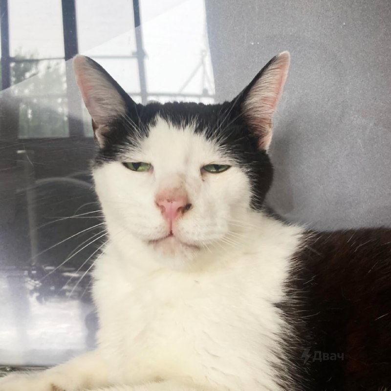 В Японии живёт самый грустный котяра в мире — его зовут Панчо, и ему уже 17 лет