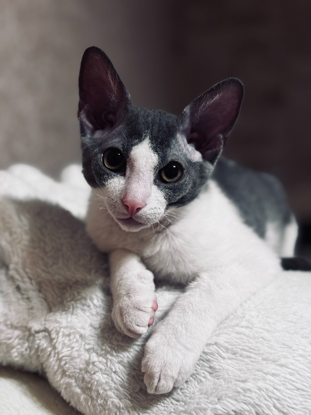 Малыш Сеня ❤️🐈‍⬛