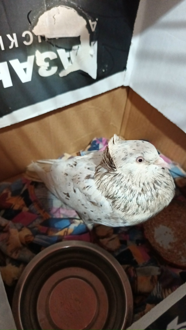 Ищем старых или новых хозяев. Сидел целый день на крыше...