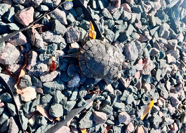 💬 В Вольске домашнюю черепаху принесли в парк и выпус?...