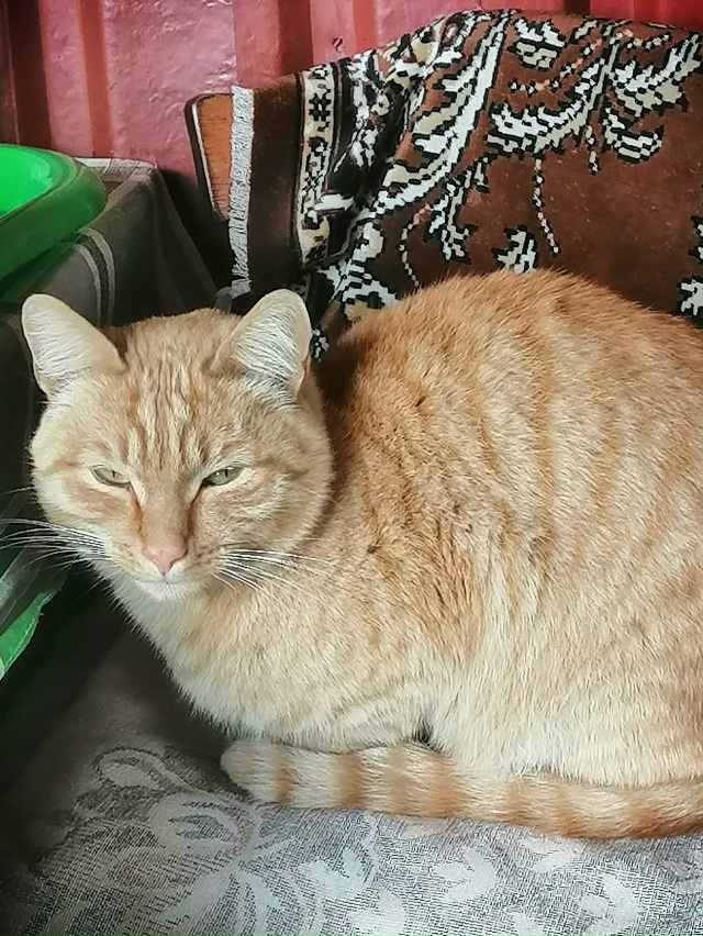 Чей котик? Приходит в сад на минватном. Кастрированный....