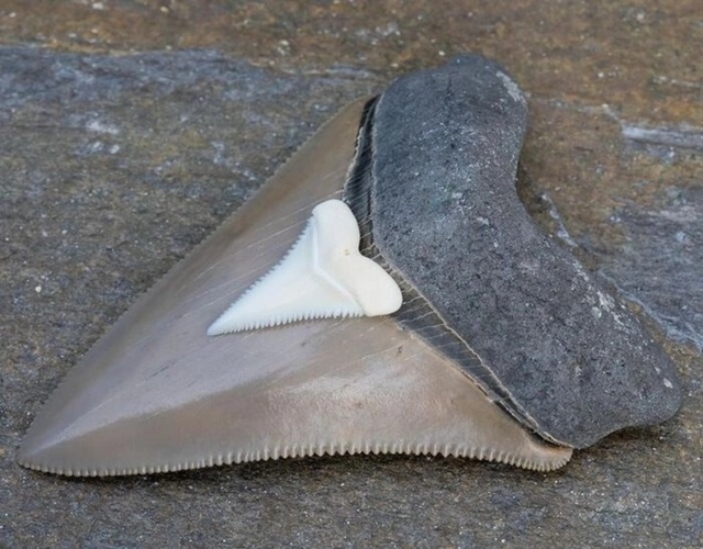 Окаменелый зуб мегалодона под зубом современной белой...