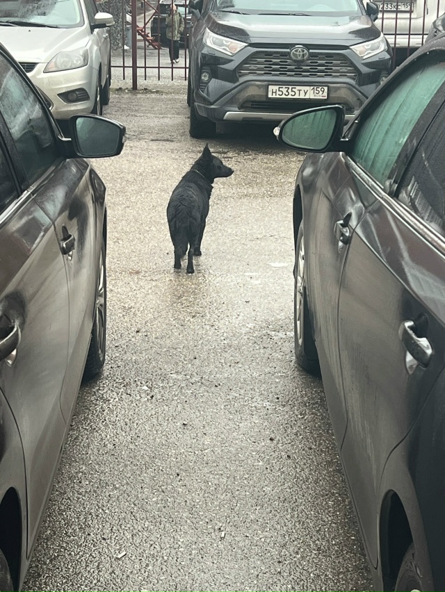 🦁Рубрика «Животные» #Животные@podslushanoperm
⠀
1) Продолжае?...