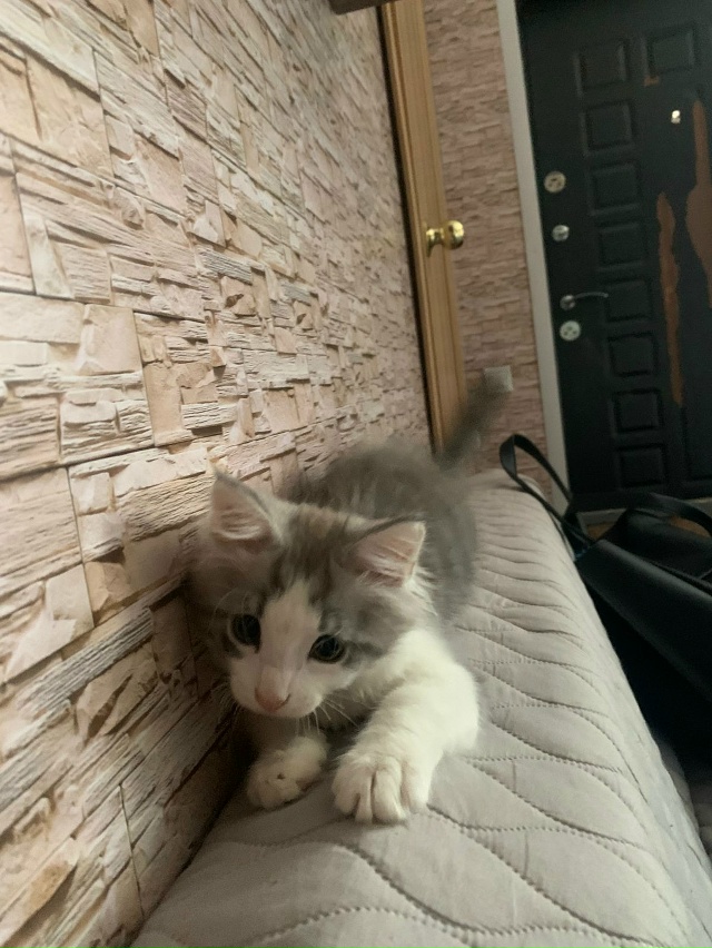 Отдаем кота в добрые руки. Звоните по номеру телефона: 8...