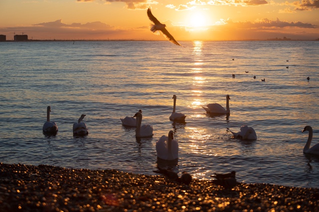 Лебединое утро!
29.10.2025
Евпатория ❤ Набережная им. Тер...