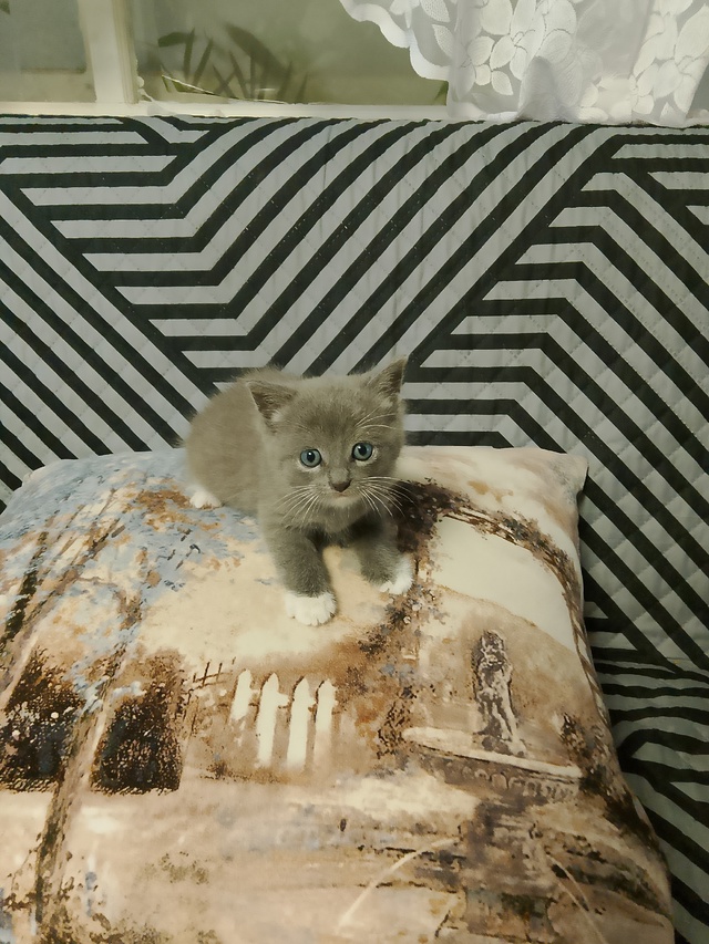Котёнок, мальчик, тел.+7 987 497-05-66