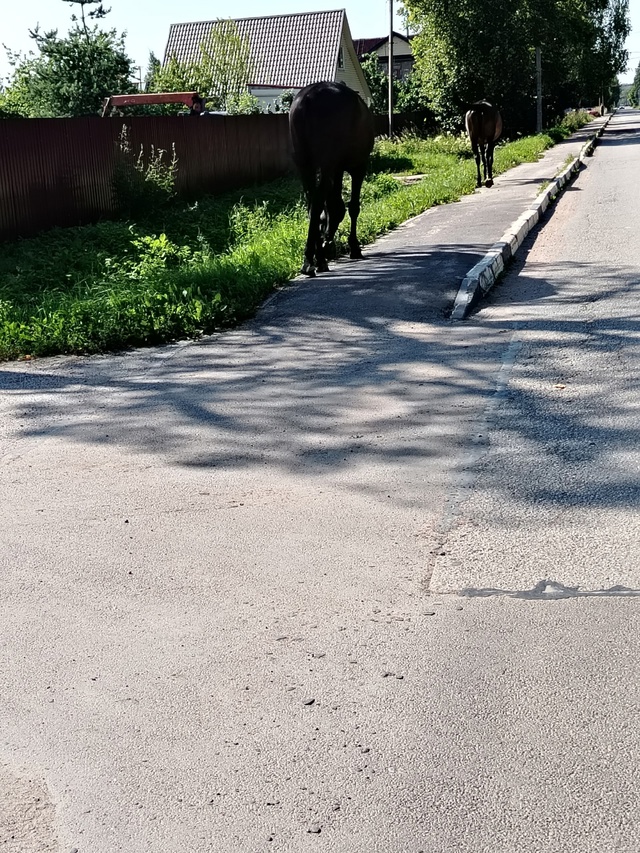 Гуляют по Ленсовета, шли в сторону Невы.