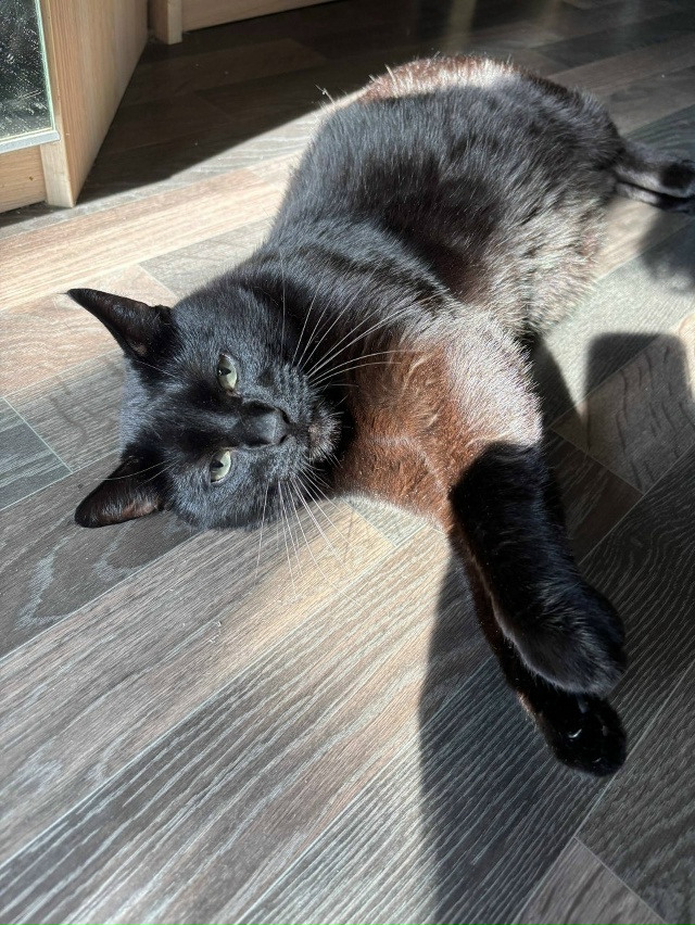 Ну штош, я считаю, что я ебанько, а мне сказали, что я с д?...