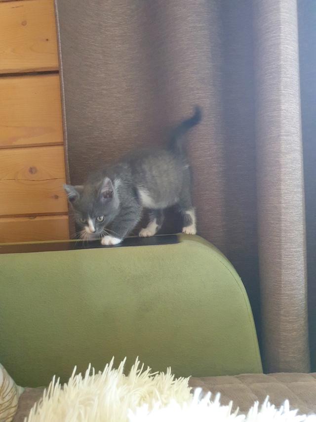 Котейка ищет дом в Можайске🐱🐈
Малыш спасён с улицы, п...