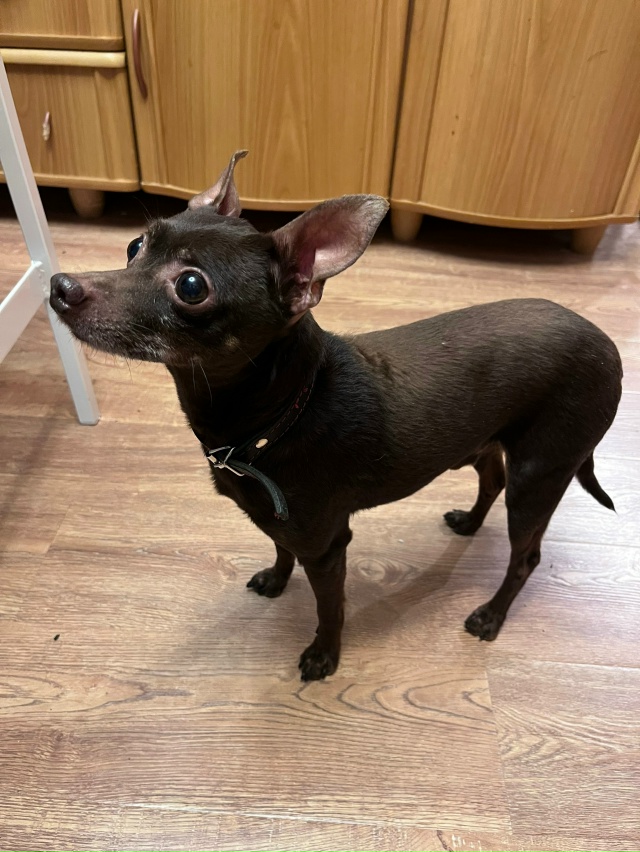 Найден малыш. Хозяева отзовитесь. 89021338996