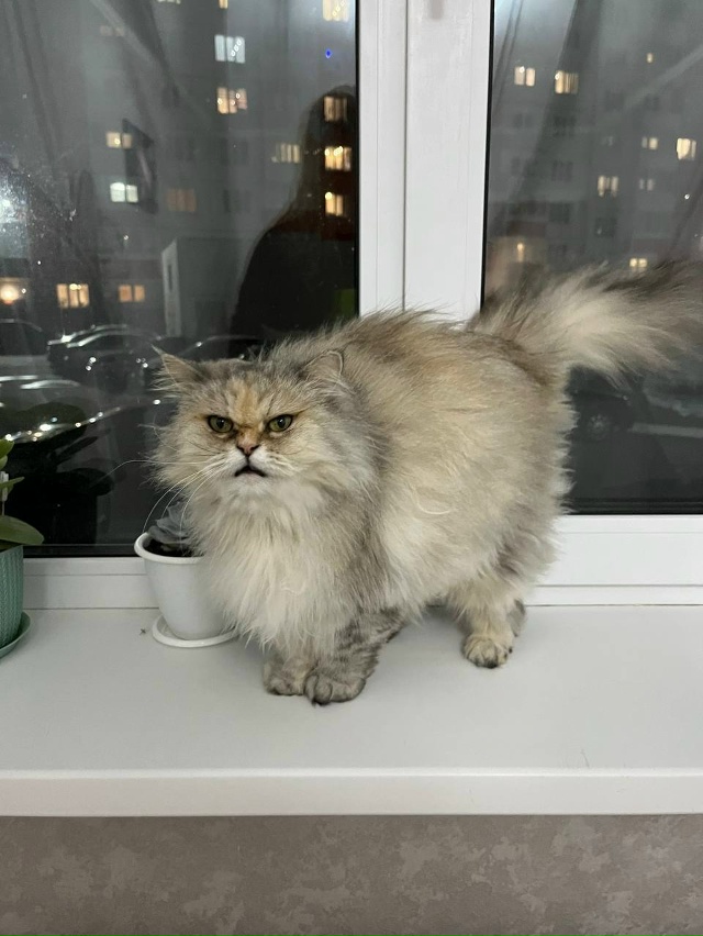 ‼️Помогите, пожалуйста
11 октября 2025 года около 10 часо...