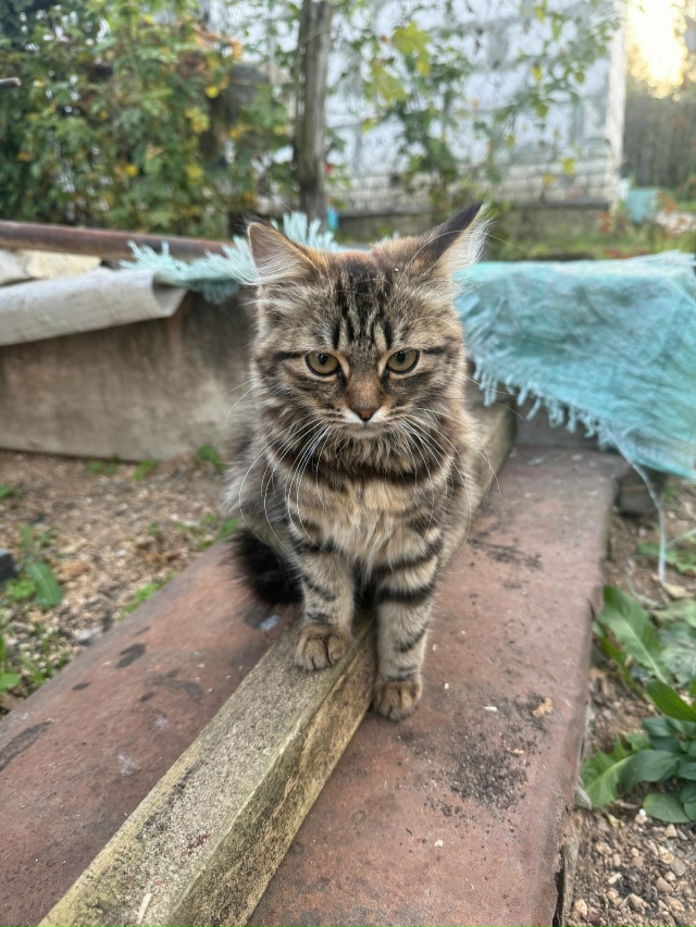 Котята в добрые руки , две девочки, мама шотландка висл...