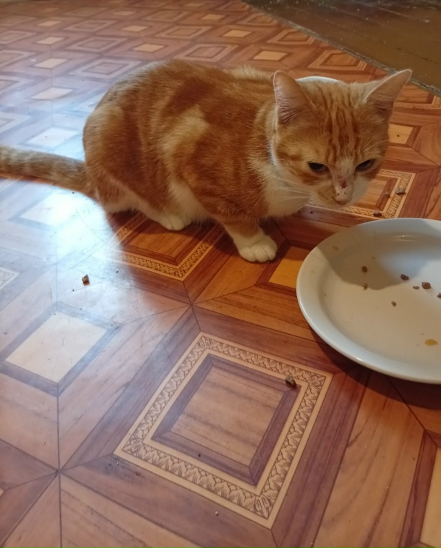 Ищут дом два котика. Рыже-белая кошка, возраст примерно...