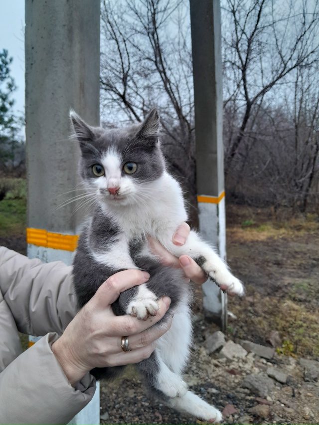 Отдам в хорошие руки, мальчик 6 месяцев.