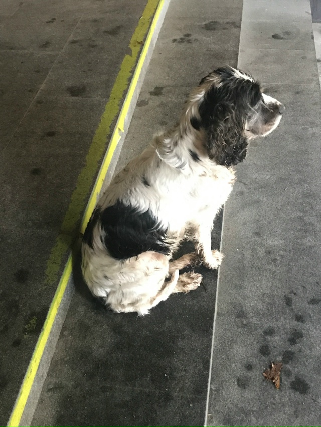 Около Меланжа уже несколько часов сидит собака, по все?...