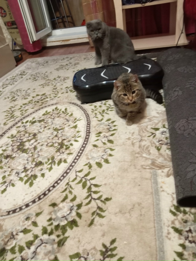 В подъезде дома Железнодорожная 22 сидел котёнок девоч?...