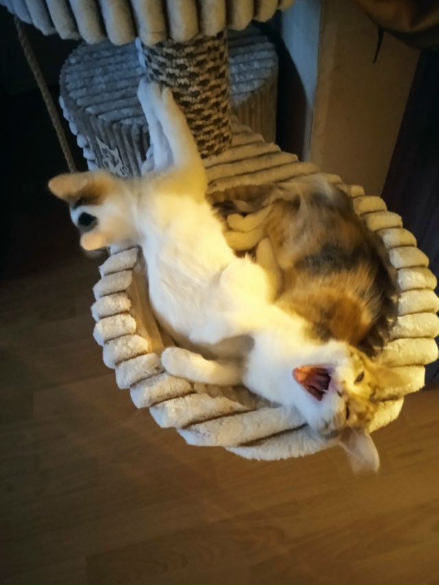 Симба и Хлоя.