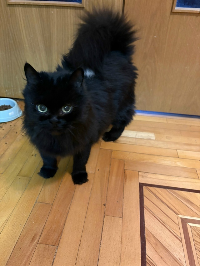 🦁Рубрика «Животные» #Животные@podslushanoperm
⠀
1) Пропала со...