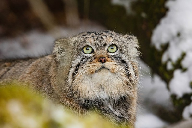 Манул Борис из красноярского зоопарка закончил осеннюю зажировку и отъелся до нужных 6 кг:
Последние