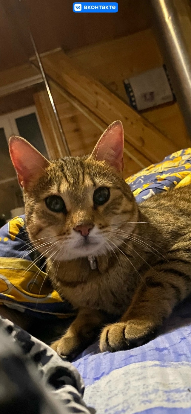 9.10 потерялась кошка СНТ Юбилейный, рядом с Новым Снопк?...