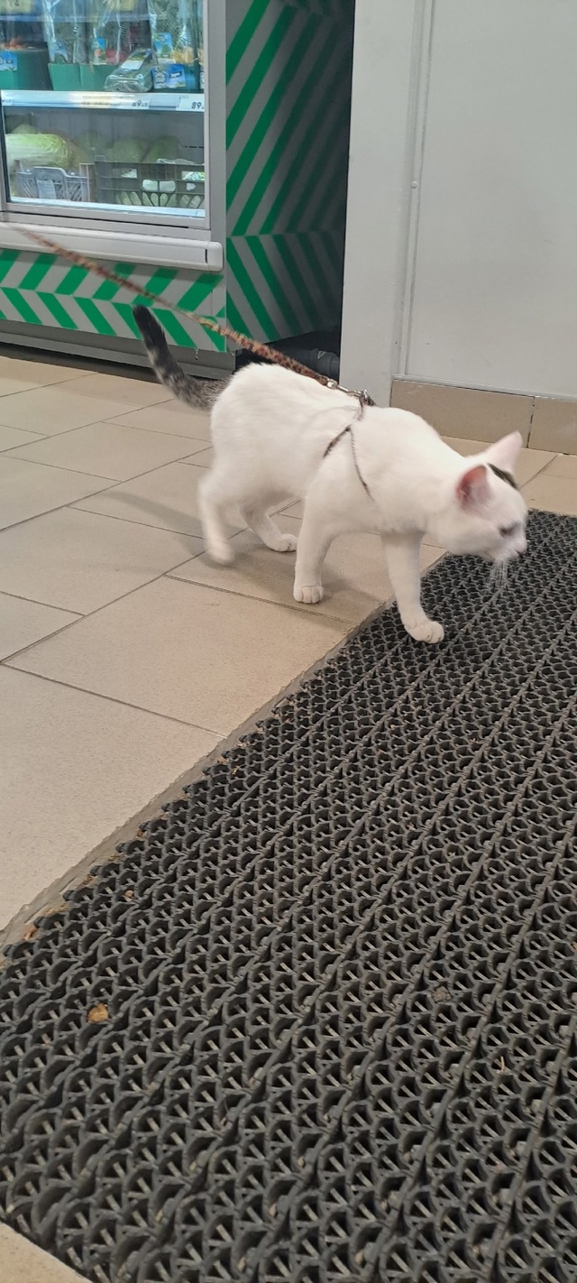 Отдам в добрые руки кота. Или старому хозяину с последу...
