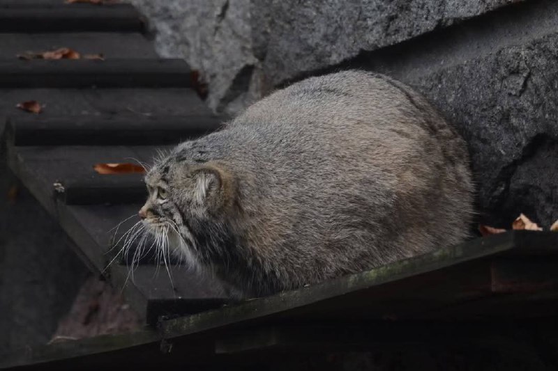 Важная информация: манул Тимоша из Мосзоопарка приобрёл идеальную форму шара.
Распространите! 🤯