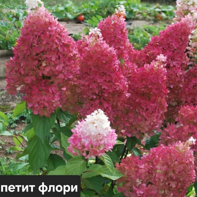 В наличии🌸
Фото саженцев по запросу🌸