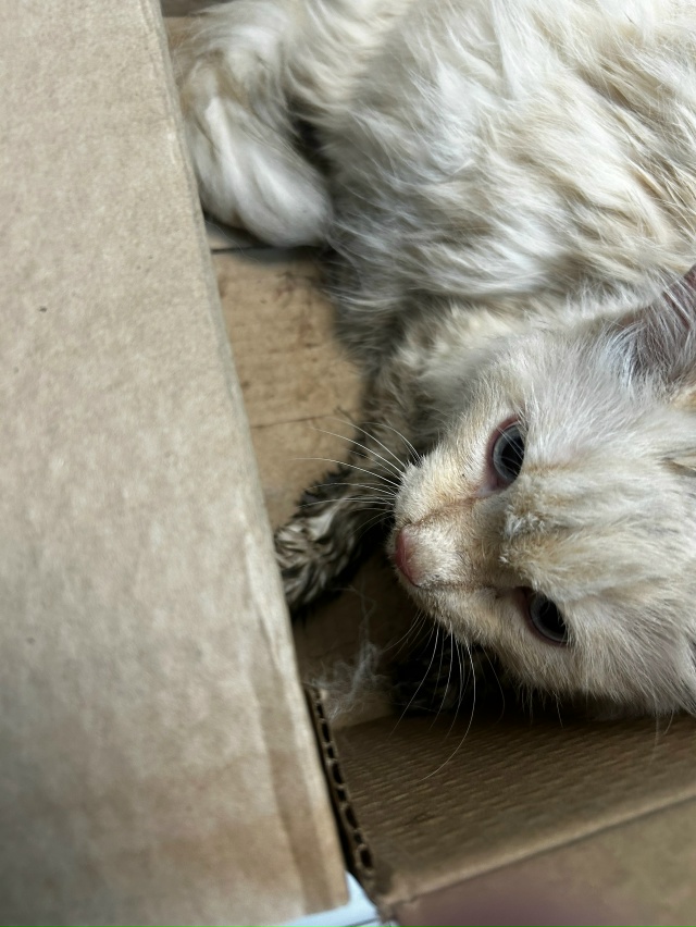 Сегодня вечером возле Олимпийской 12 найден кот, бежево...