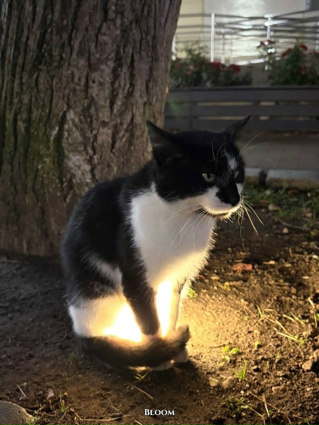 В Зеленоградске впервые заметила, что коты обожают гре...