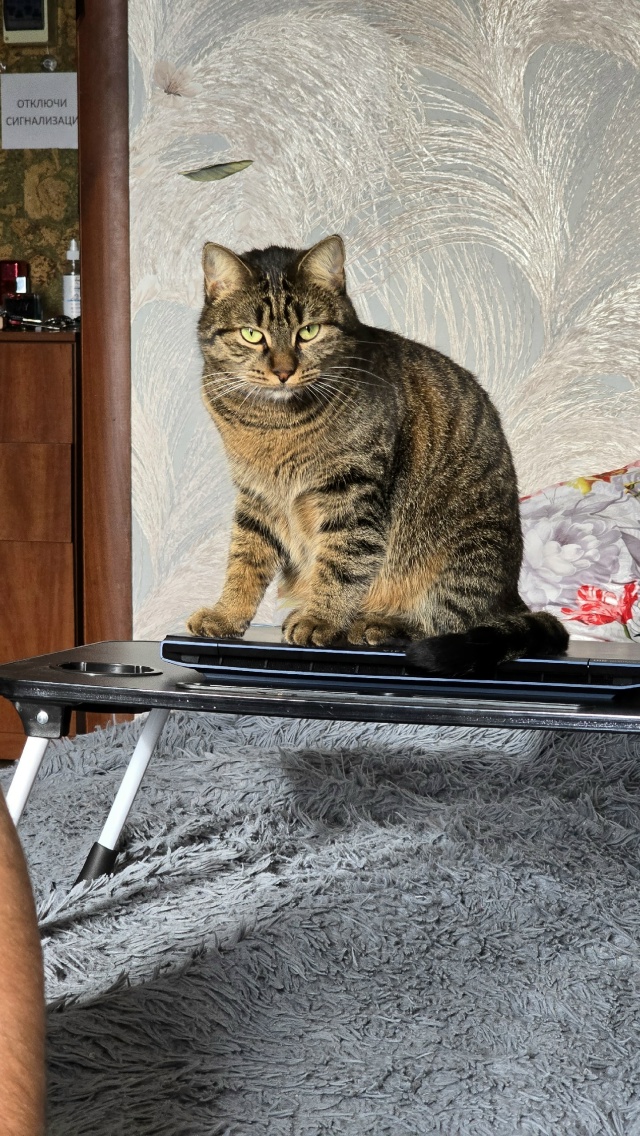 Тестирует столик для ноута