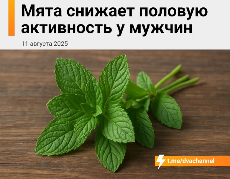 Мята снижает половую активность у мужчин, выяснили учёные
Частое употребление мяты может серьёзно у