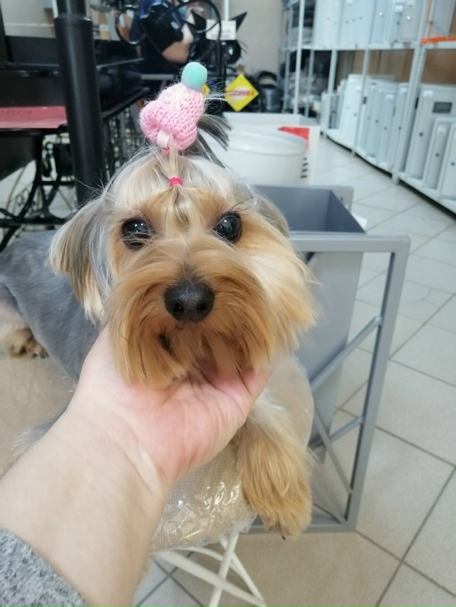 Помогите найти друга ??? Потерялся йокширский терь...