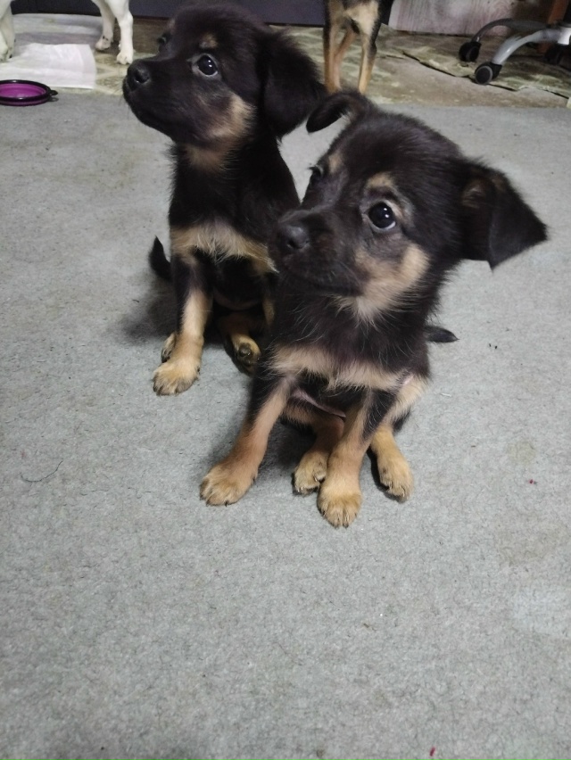 Я с радостью отдам двух очаровательных щенков в добрые...