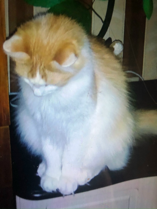 Пост ГНЕВА!!!! На ул. Труфанова постоянно сбивают животн...