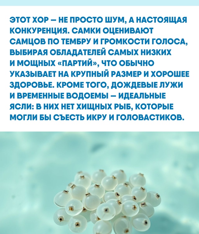 Знакомый каждому с детства хор лягушек после ливня — э...