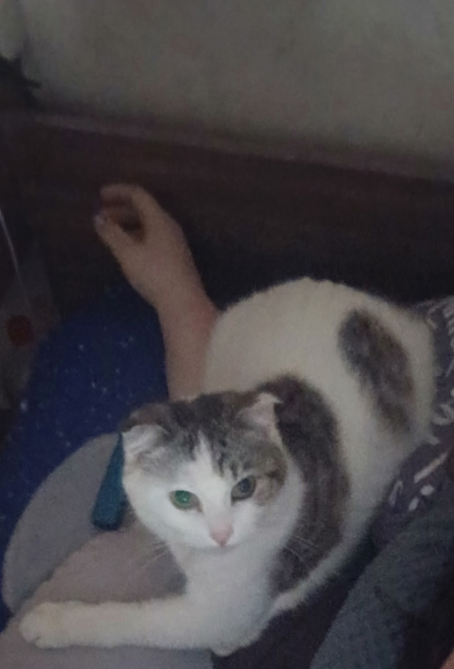 Пропал наш любимый котик🥺 Двухцветный белый с серым, ?...