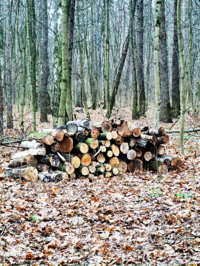 Вот, пожалуйста. Лес по улице Евстафьева решили заката?...