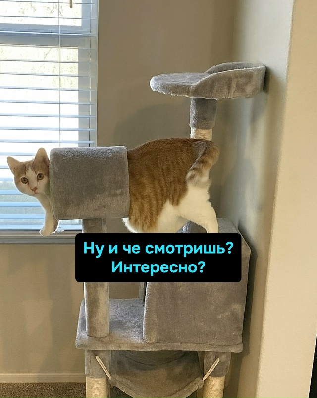 Кот-Шредингер: вроде в домике, а вроде уже и нет.
