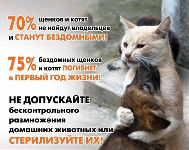 Открываешь Послушн. Кулебаки и видишь, раздают котят, к...