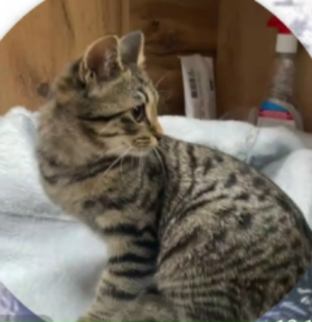 Найден котик в районе центральной вахты, ухоженный, ви?...