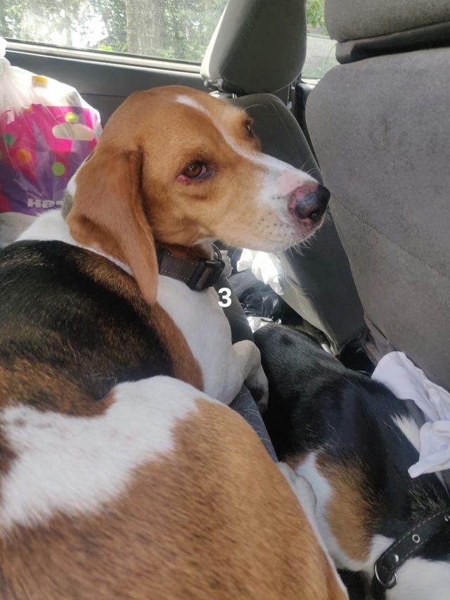 #ПотерялиНашлиПомогите
1 Чья собачка 🐕 потерялась, б?...