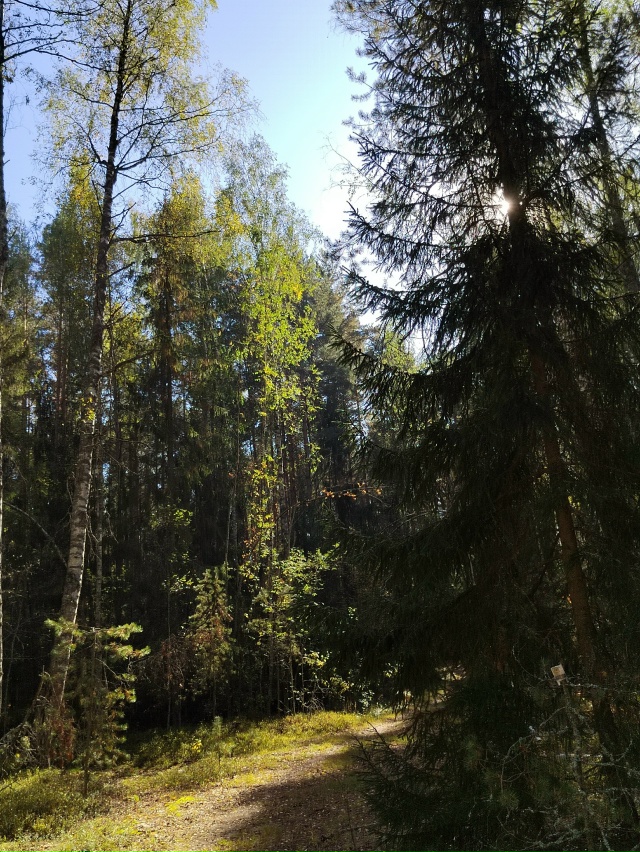 Лесная сказка ❤️
📍г. Рыбинск.